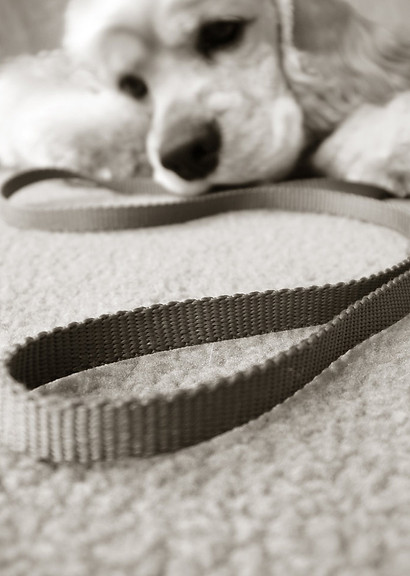 A sad dog lays on the floor, looking at its leash