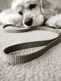 dog blog