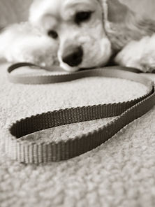 Veterinary Anaesthesia Specialists services