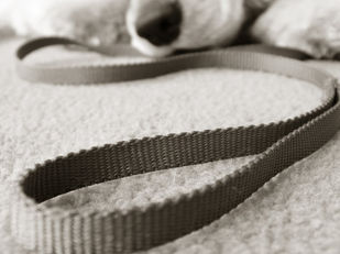 Four Paws vra vir sterker regeringsoptrede 