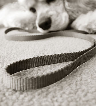Elderly Dog