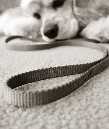in home dog training with leash