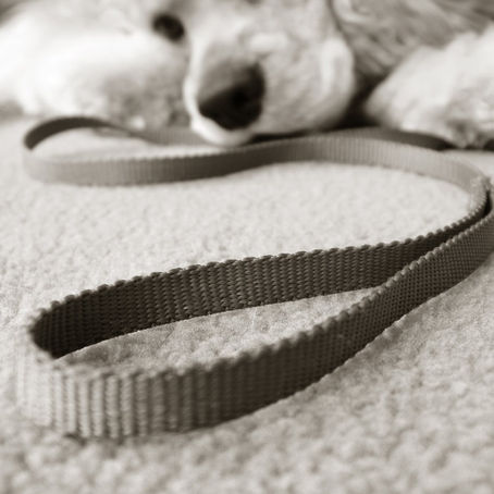 The Dog Training Toolbox: The Top Three Best Tools of the Trade