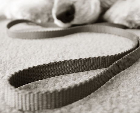 Pup