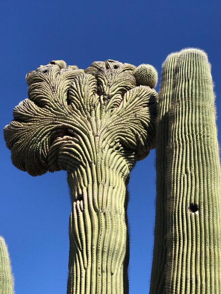 cactus.jpg