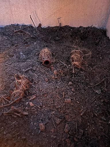 Drei dornenartige Wickler mit Hanf liegen verteilt in einem dunklen Aschefeld.