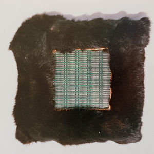 Streichel mich, wenn du dich traust