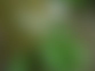 Sammelkräuter Vorfrühling