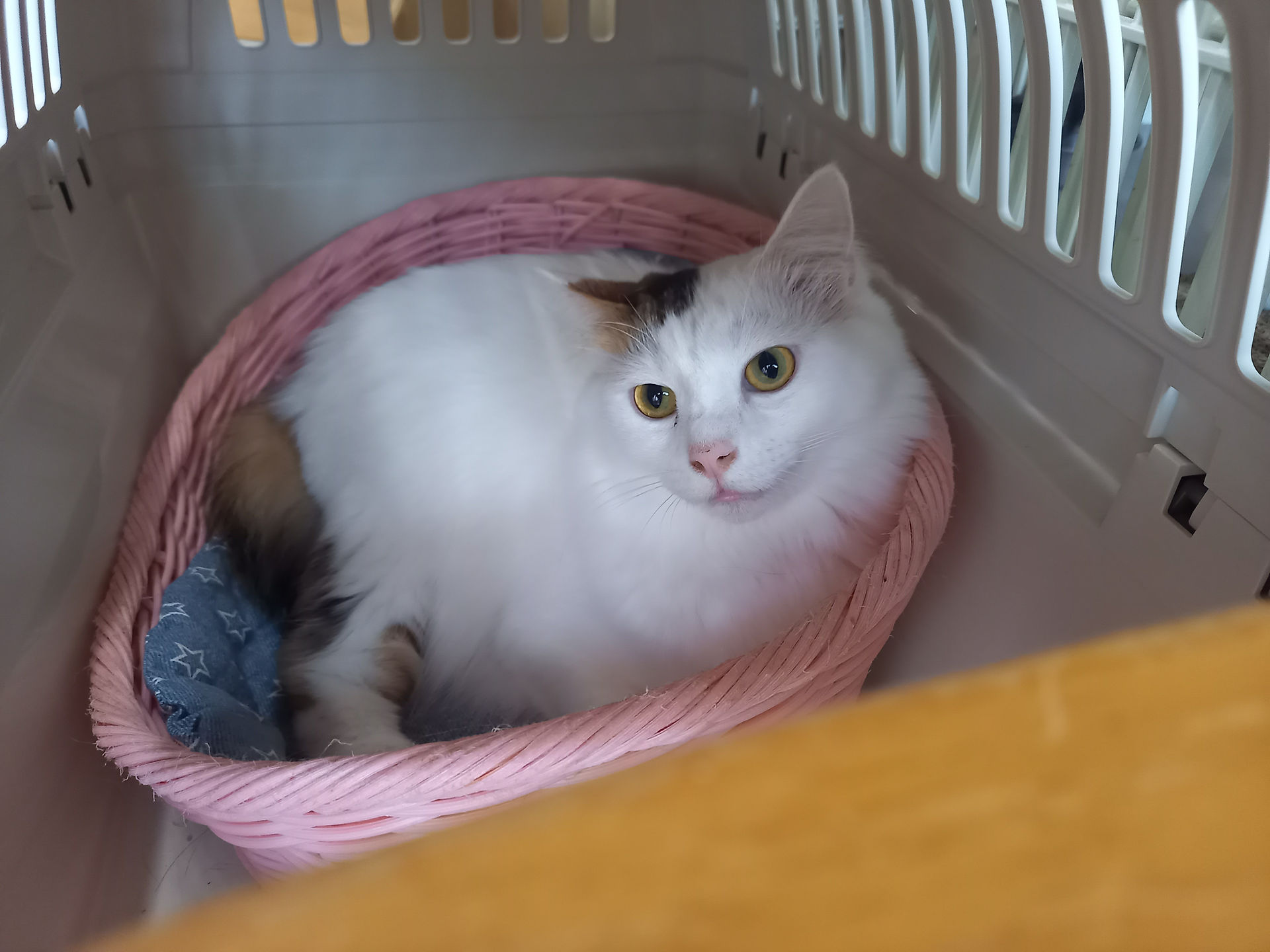 ハッピーちゃん