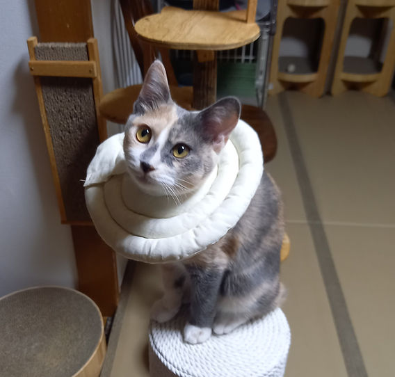 新玉旅館】ひなちゃんの上京ストーリー 新玉旅館】ひなちゃんの上京ストーリー