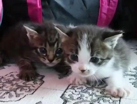 手のひらサイズの仔猫、クリリンとあいみょん