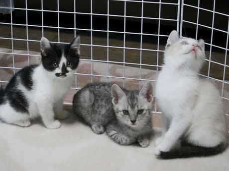 癒しそのもの♡サバトラ&クリーム&ハチワレ三兄妹