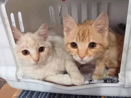 新玉旅館の激動の2ヵ月間