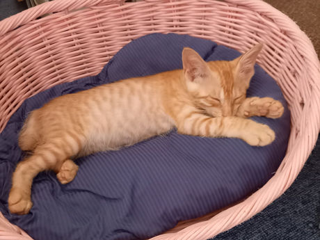 APUの学生さんと保護した仔猫たち