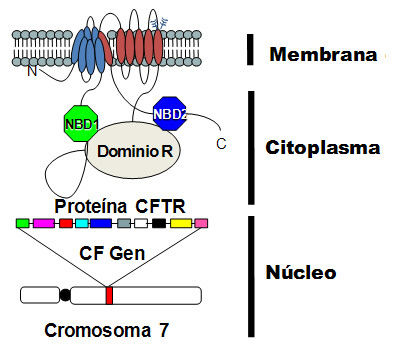Cromosoma CFTR - FQ