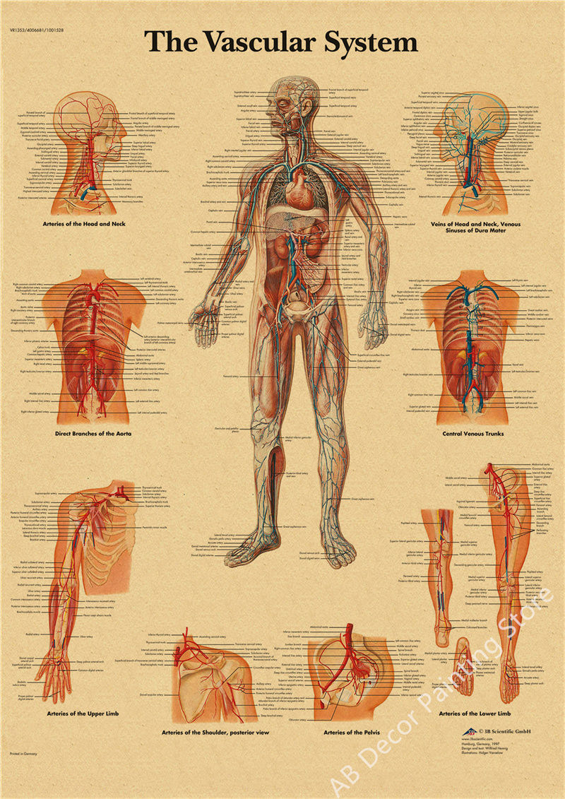 Thumbnail: Retro Organ Systems In The Human Body Posters Skeleton Anatomy Kraft Paper Print