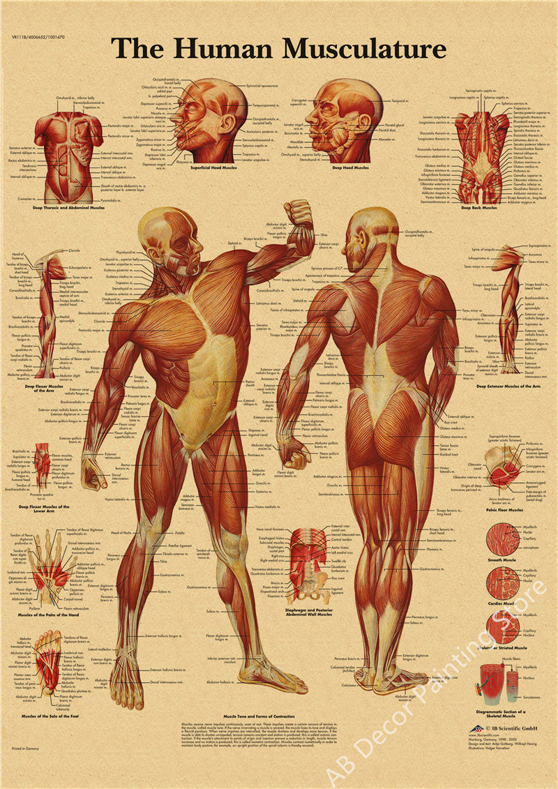 Thumbnail: Retro Organ Systems In The Human Body Posters Skeleton Anatomy Kraft Paper Print