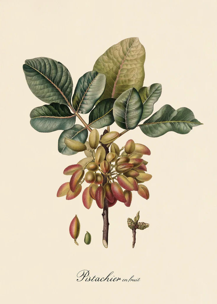 Thumbnail: Vintage Botanical Fruit Lemon Prune Orange Vintage Posters and Prints Wall Art C