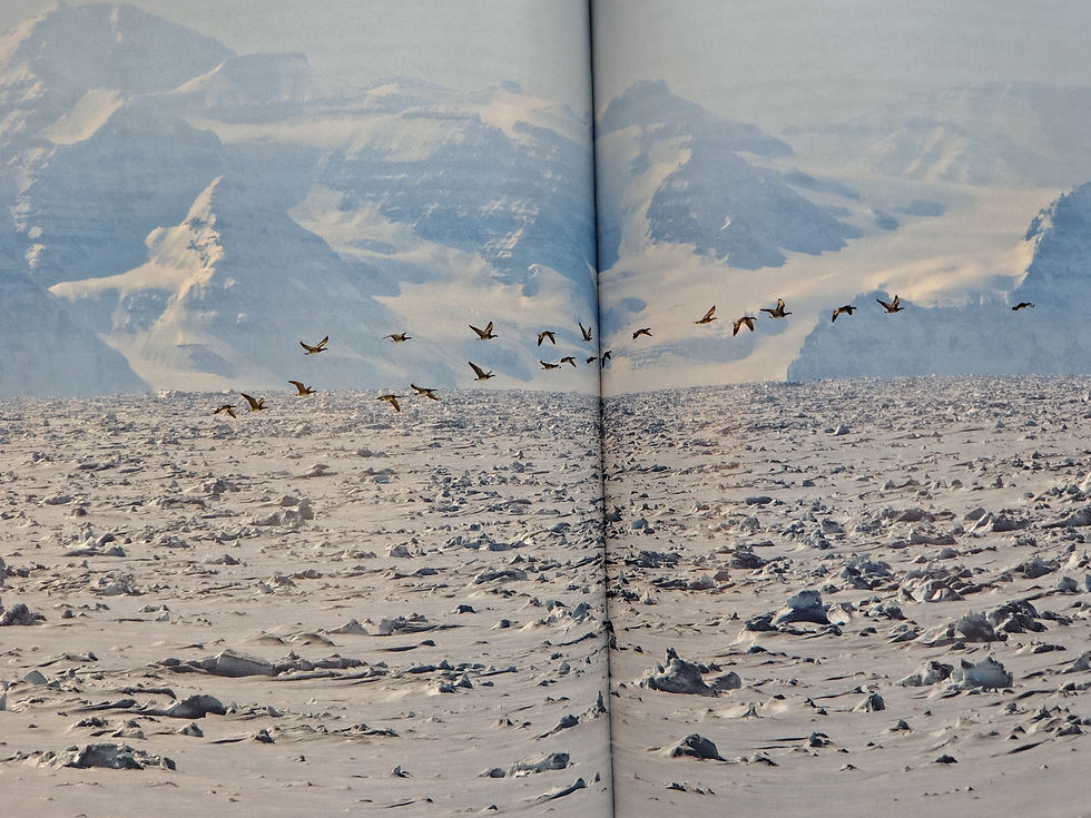 om det indiske kontor tilegner mit selskab den 5-årige kontrakt ved baffin bay, skal mit team forberede sig på naturens teater.