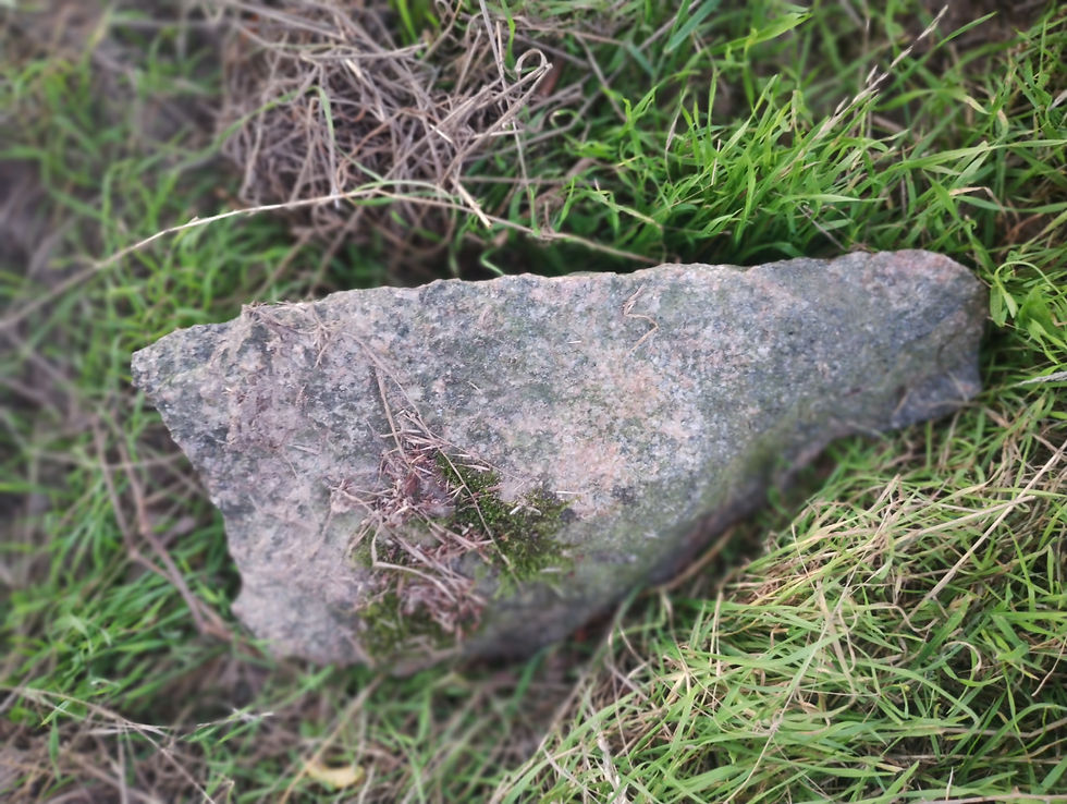 bolt pistol til kreatur fra den tidlige bondestenalder.