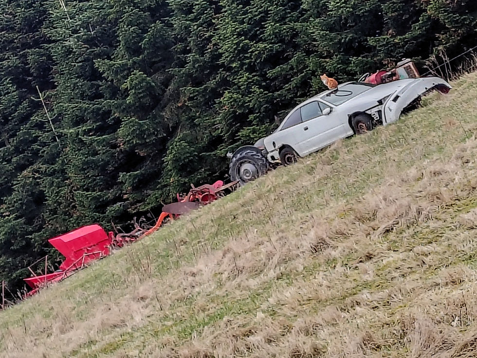 så jeg kan vinde post-kort konkurrencen, til den næste sommer-udstilling, med meget mere end en sølle anden præmie -