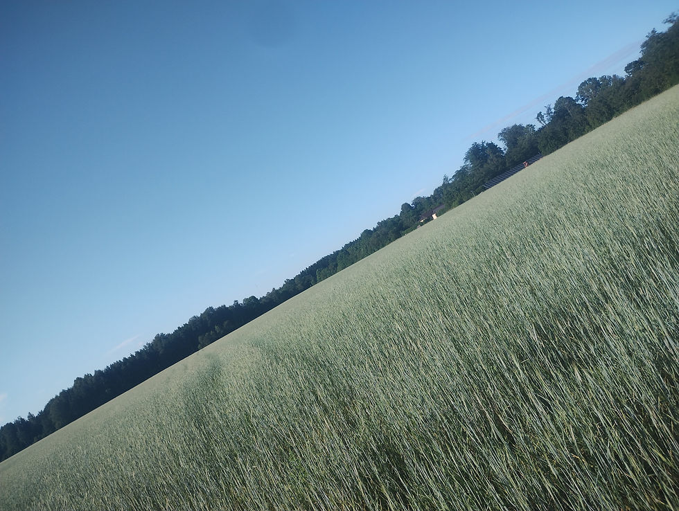 rye - or barley - close to self-fertilization.