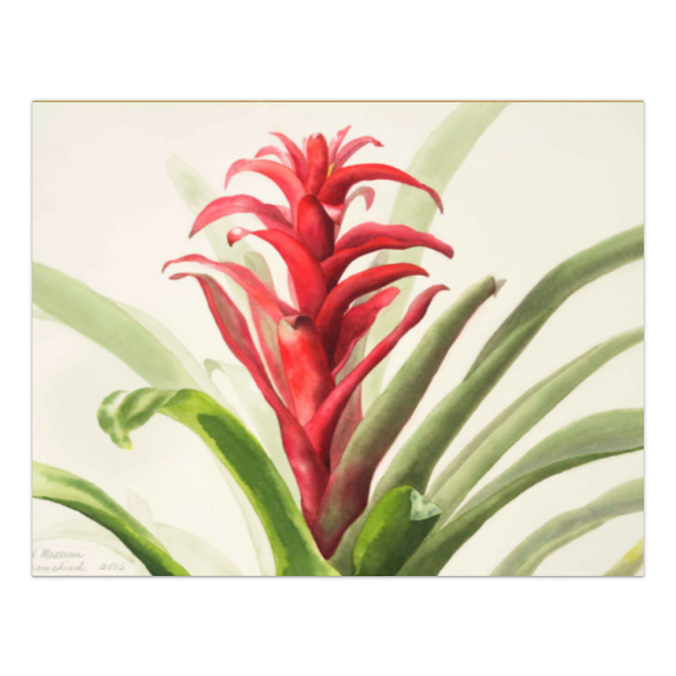 Thumbnail: Bromeliad Watercolor Notepad