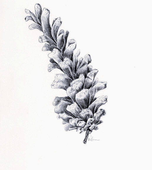 pinecone_orig_edited_edited.jpg