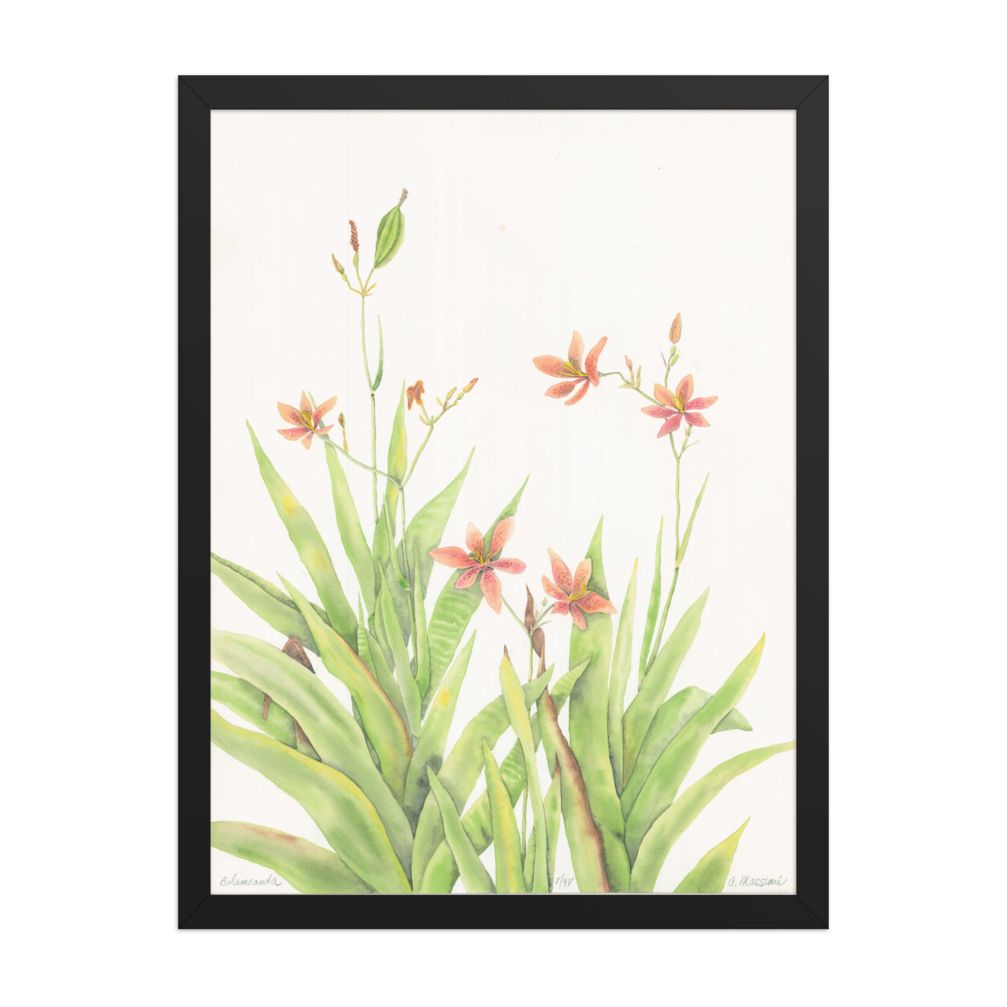 Belamcanda Watercolor Framed Print | Botanical Wall Art