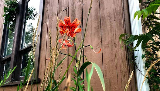 flower_edited.jpg