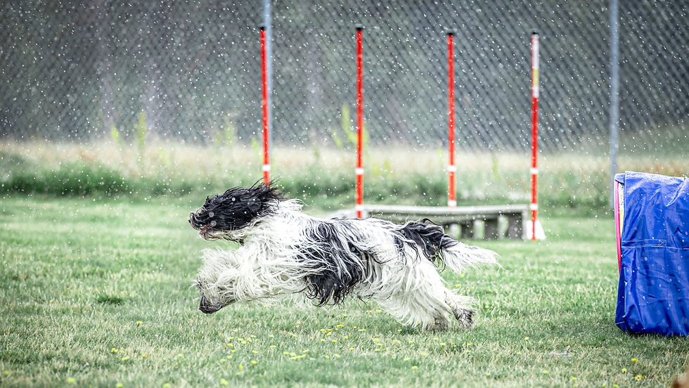 Agility 05 (PM)_edited.jpg