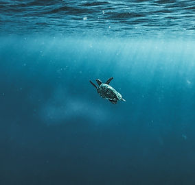 Image by James Donaldson