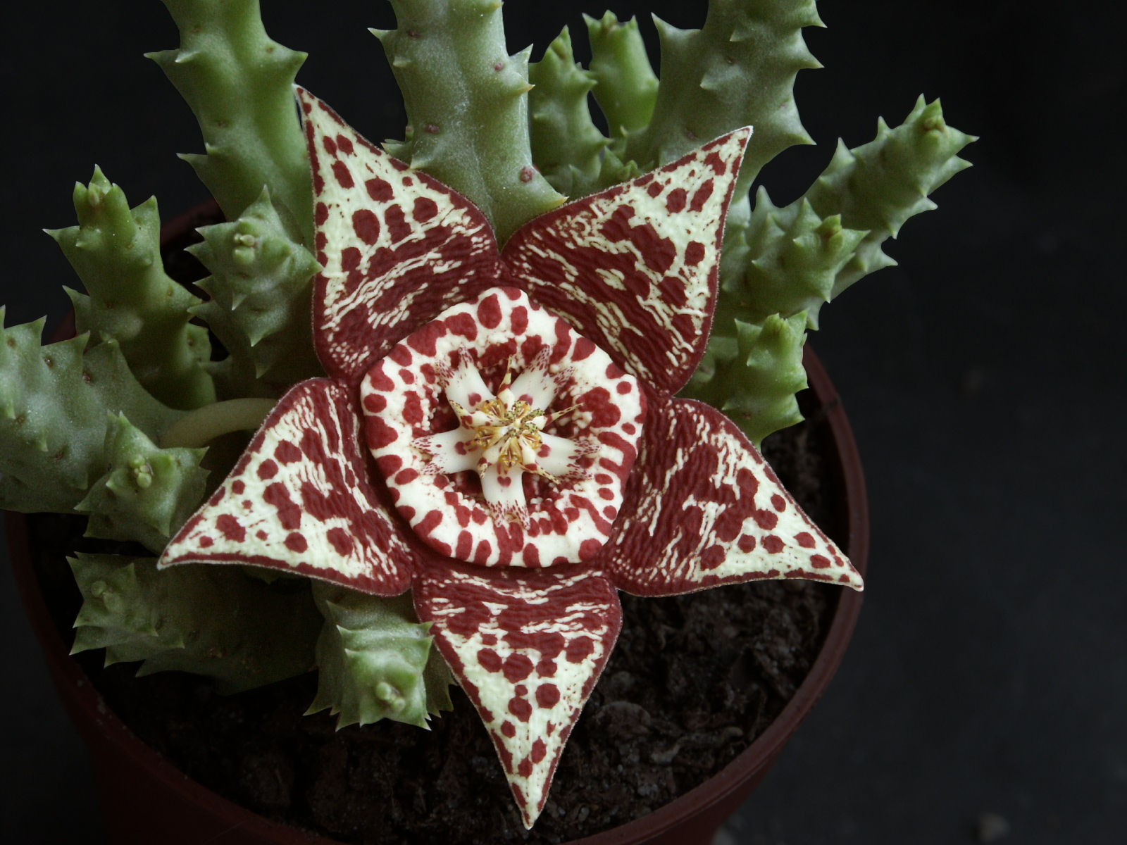 Huernia Variegata