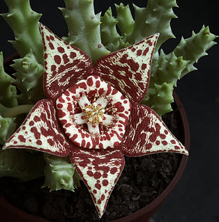 Huernia Variegata