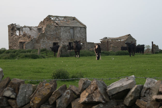 Can't cows run fast!