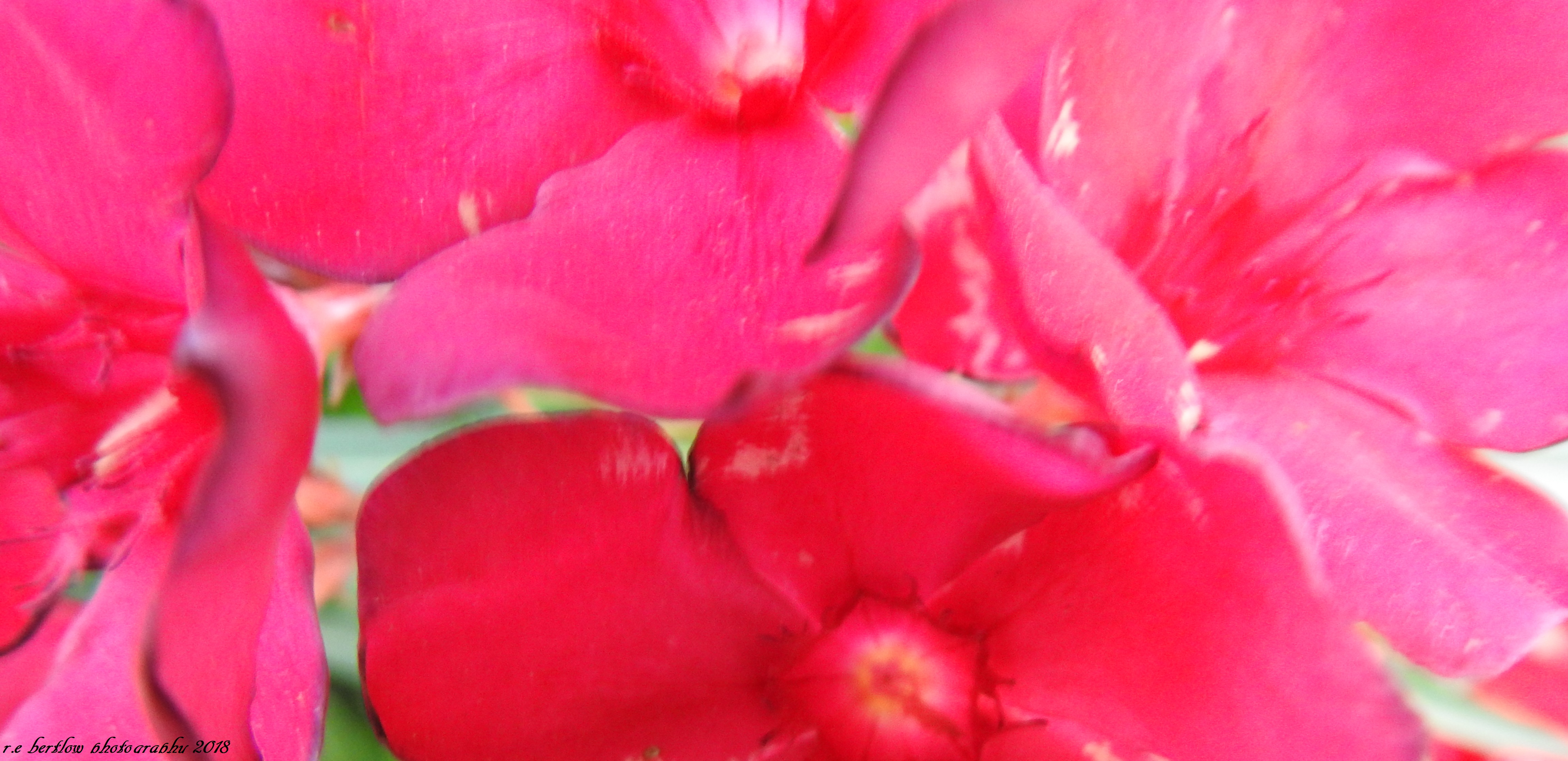 Red Flowers