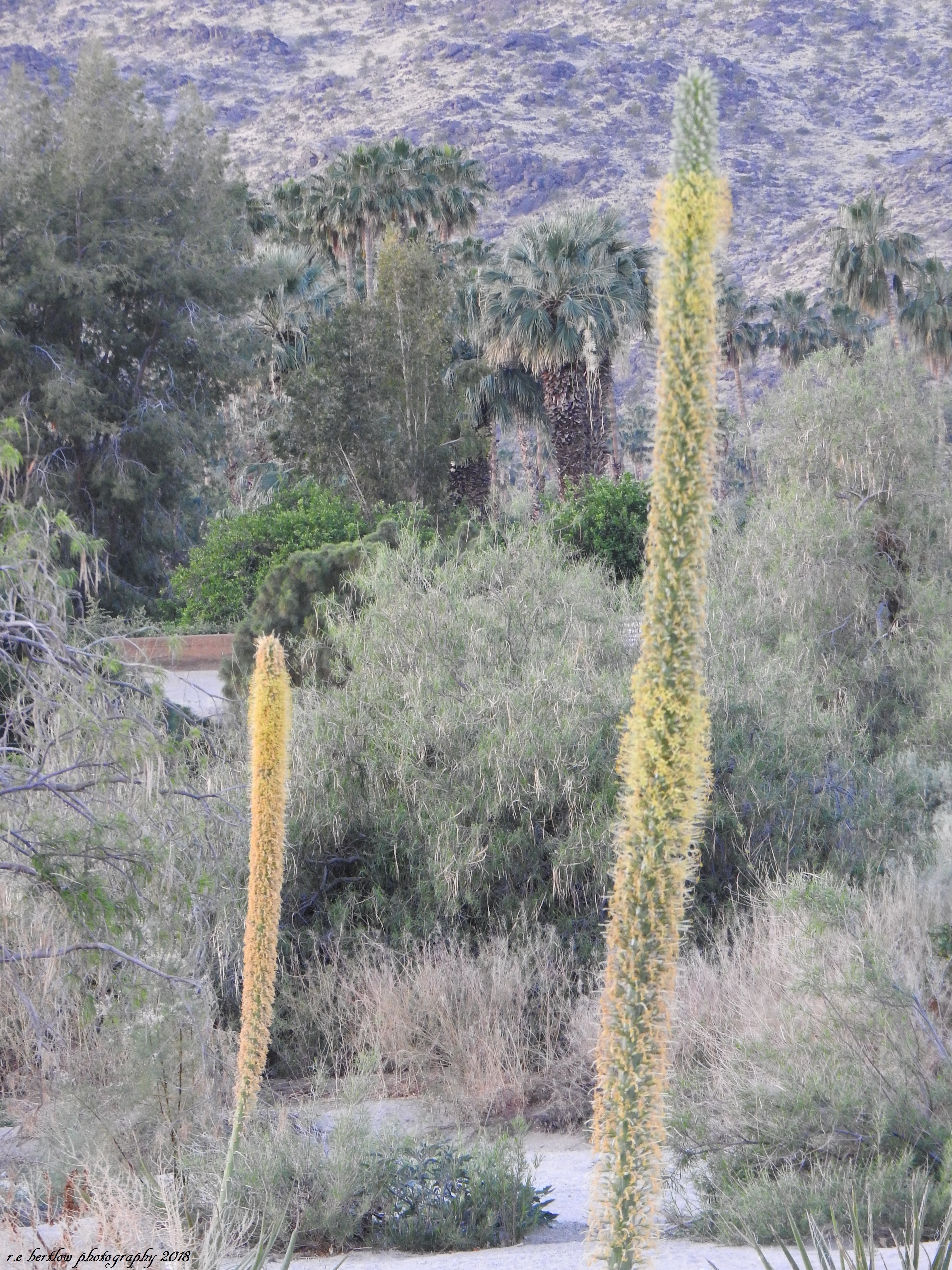 DSCN5442