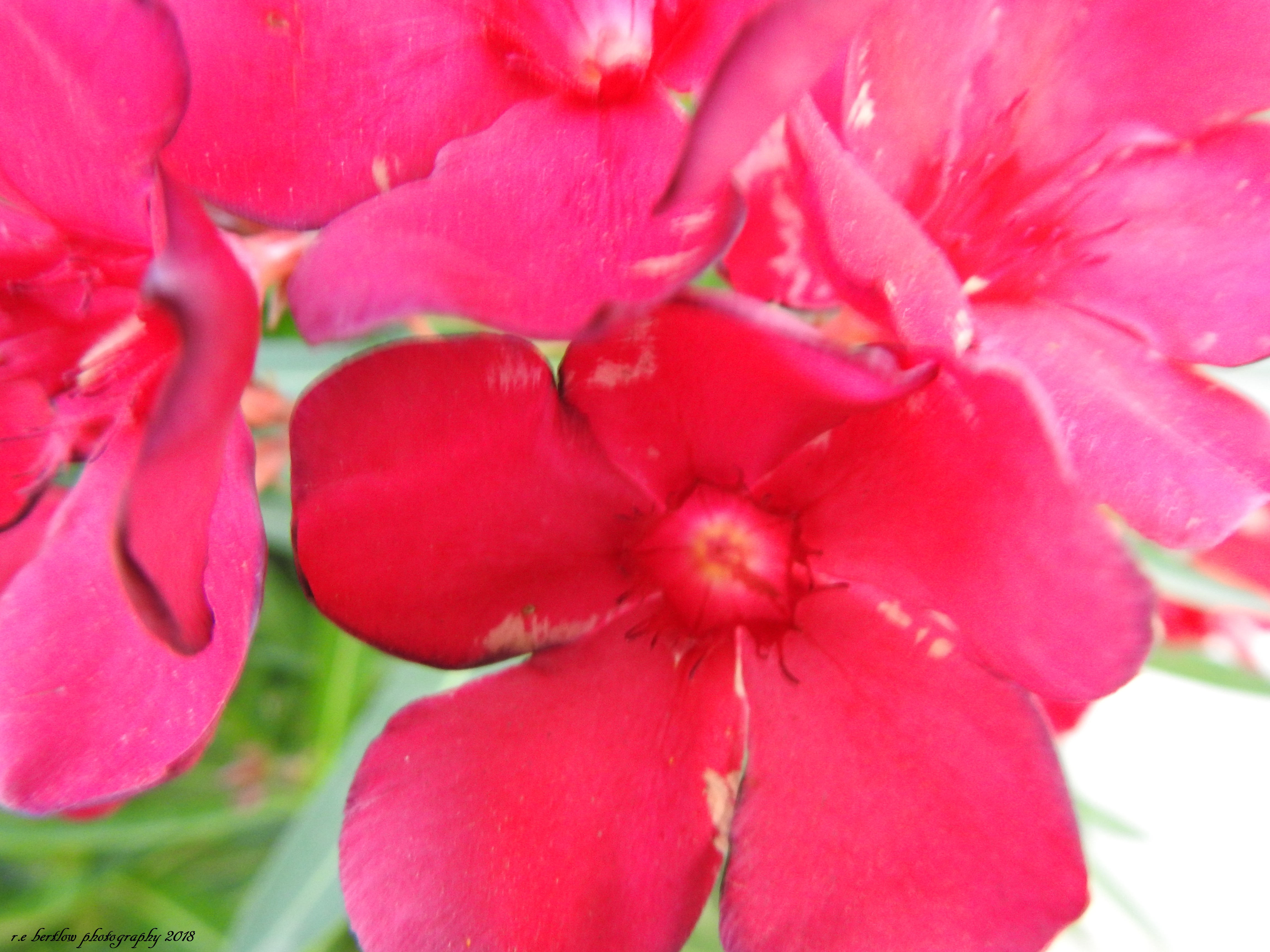 DSCN5426