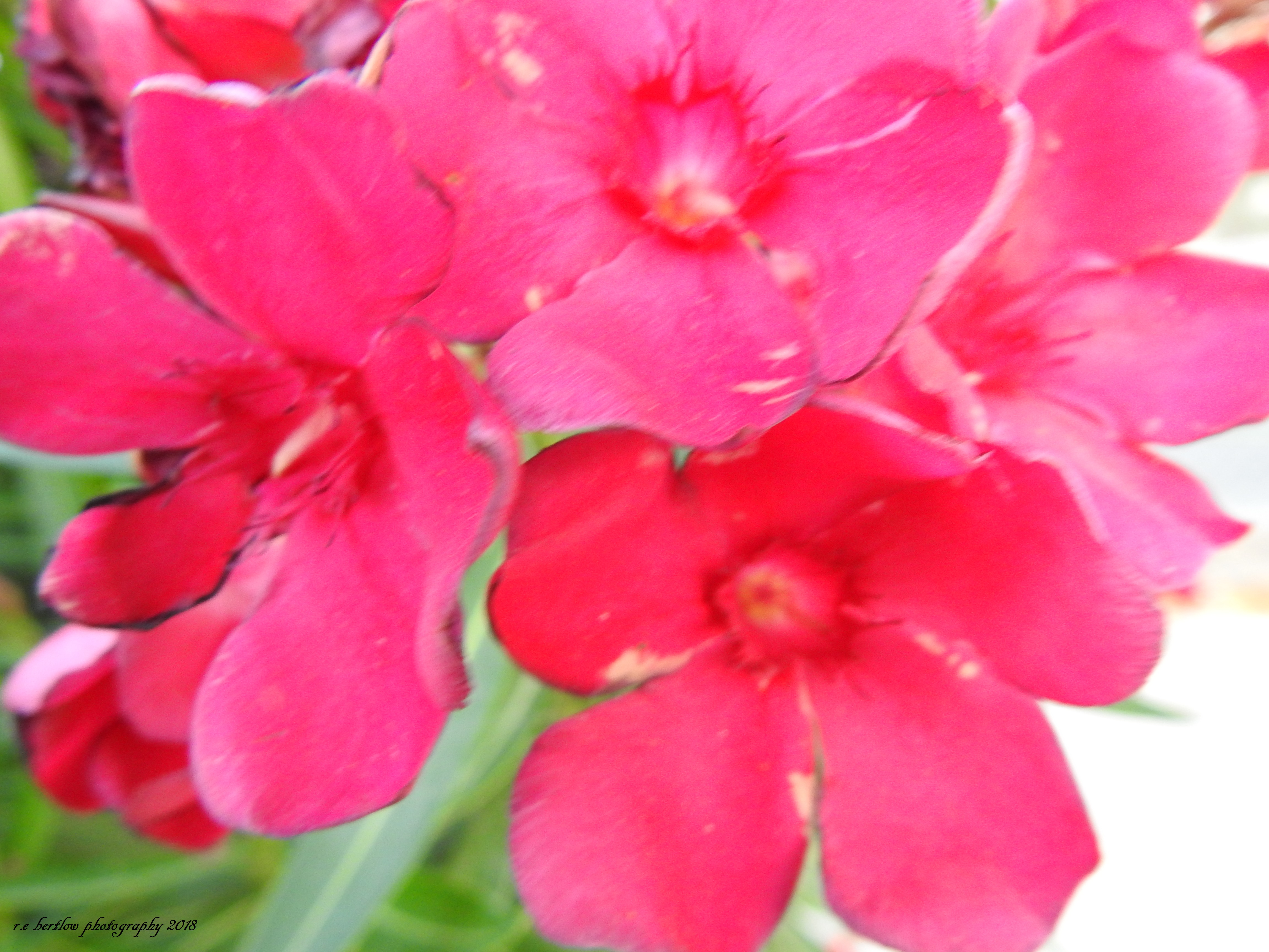 DSCN5430