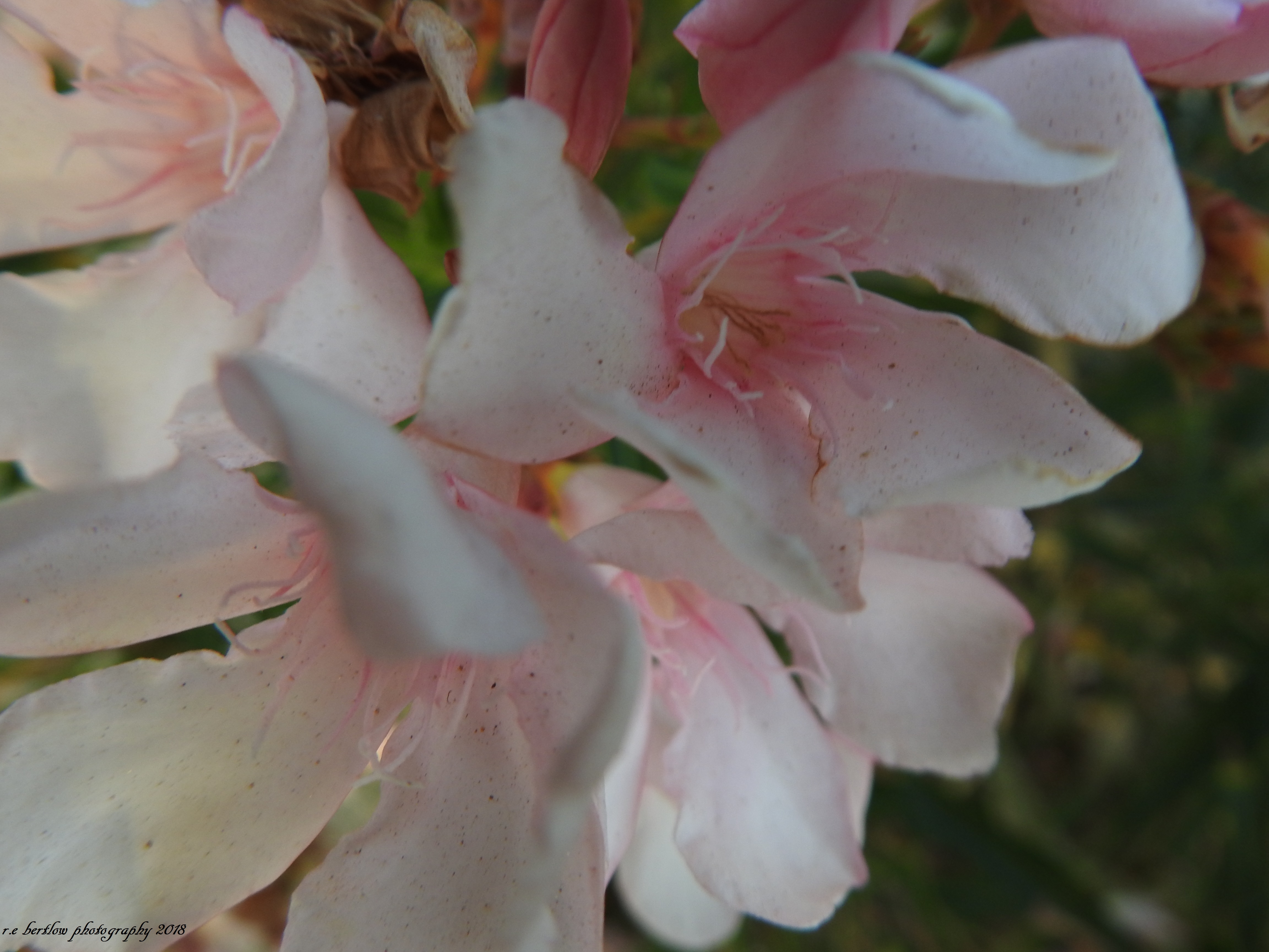 DSCN4319