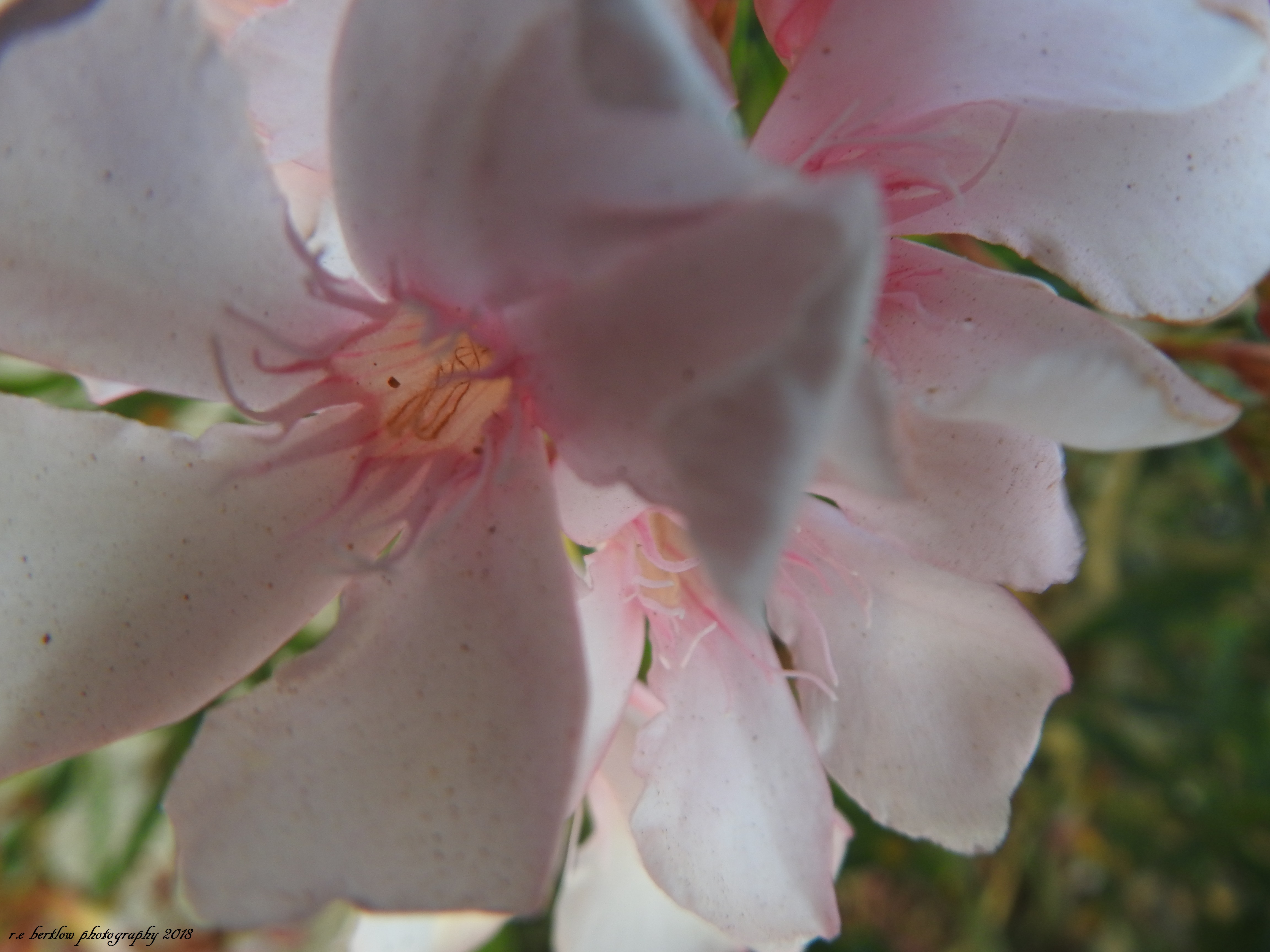 DSCN4320