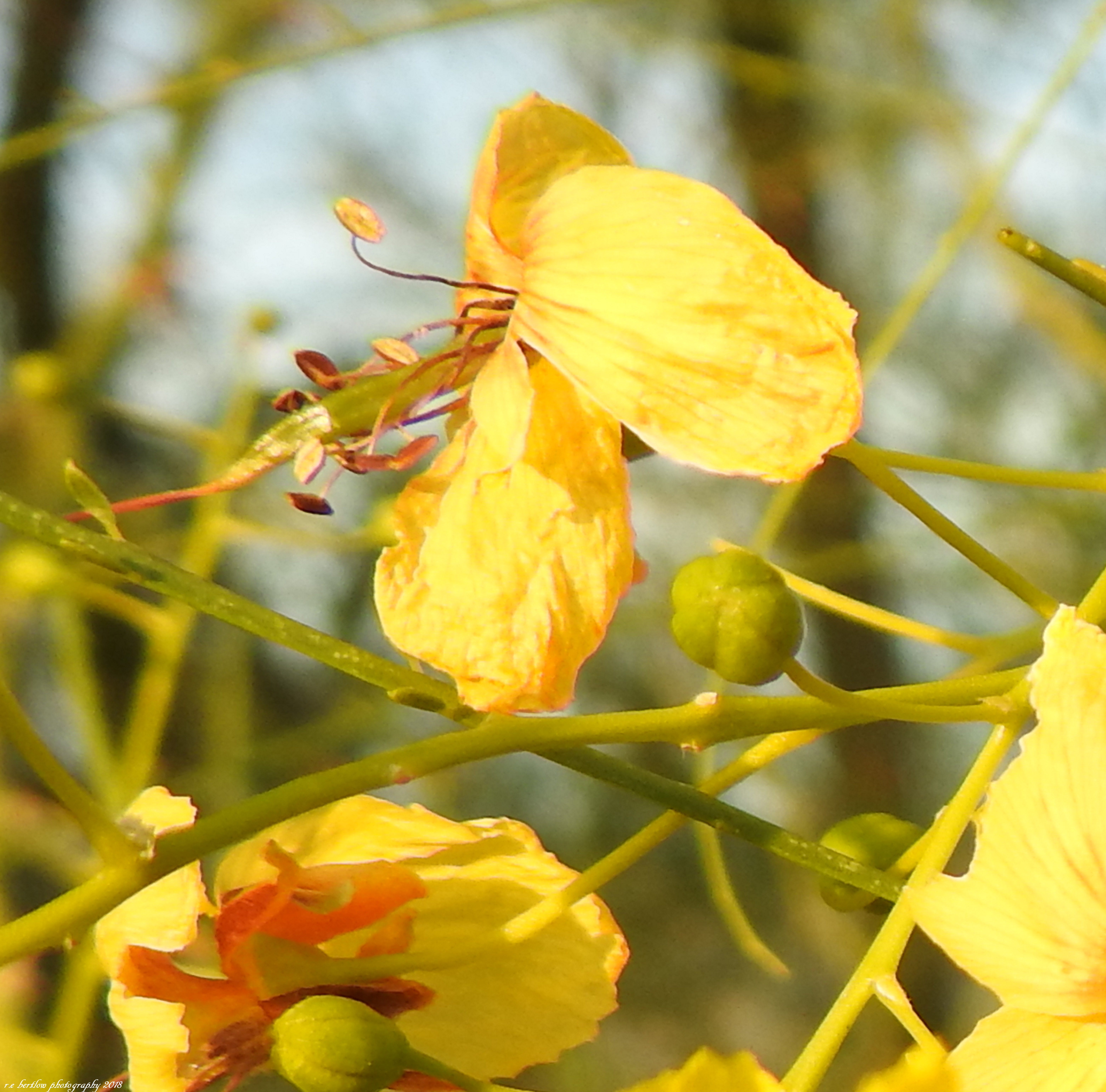 Yellow Flower