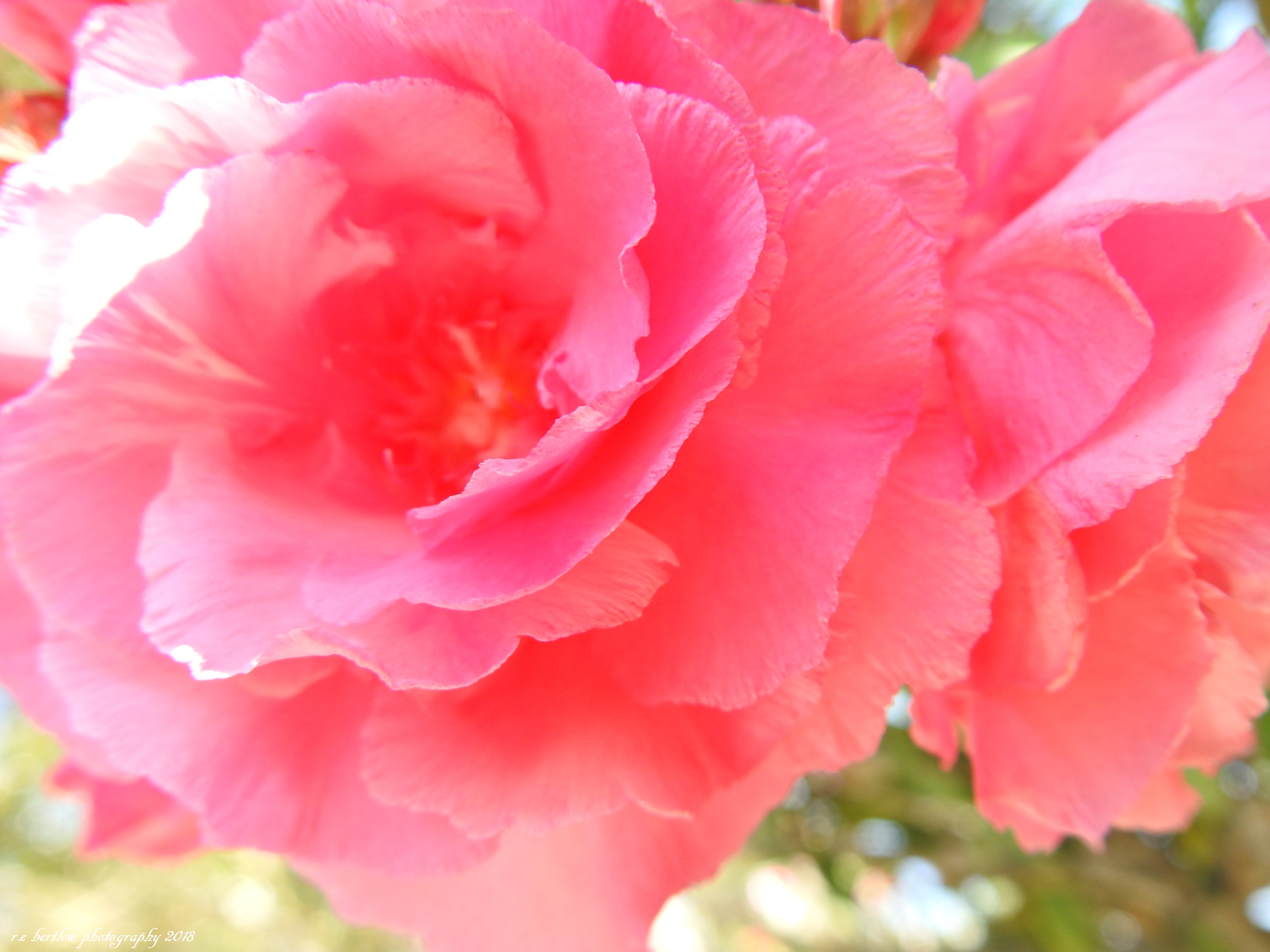 DSCN6086