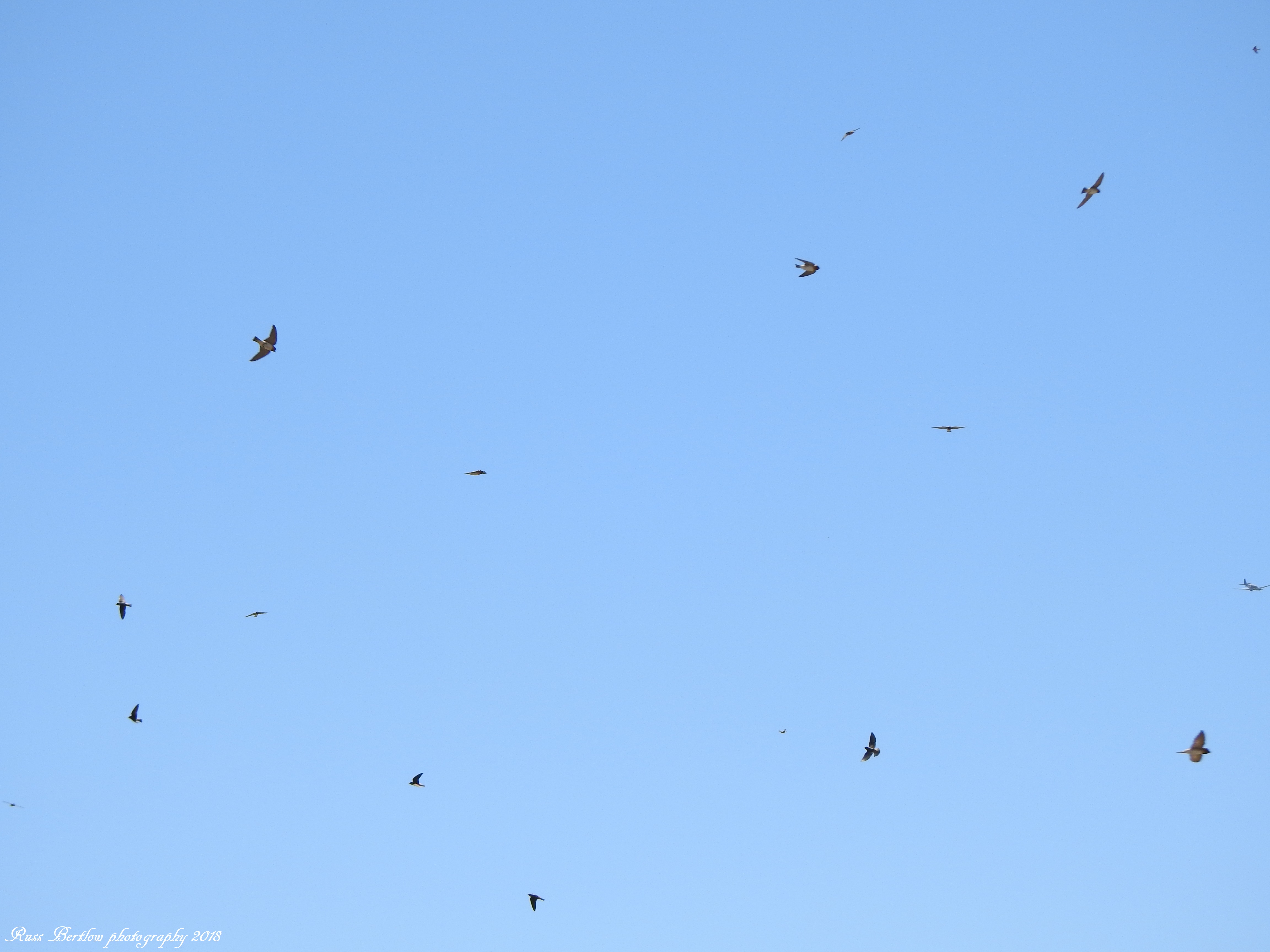 DSCN0795