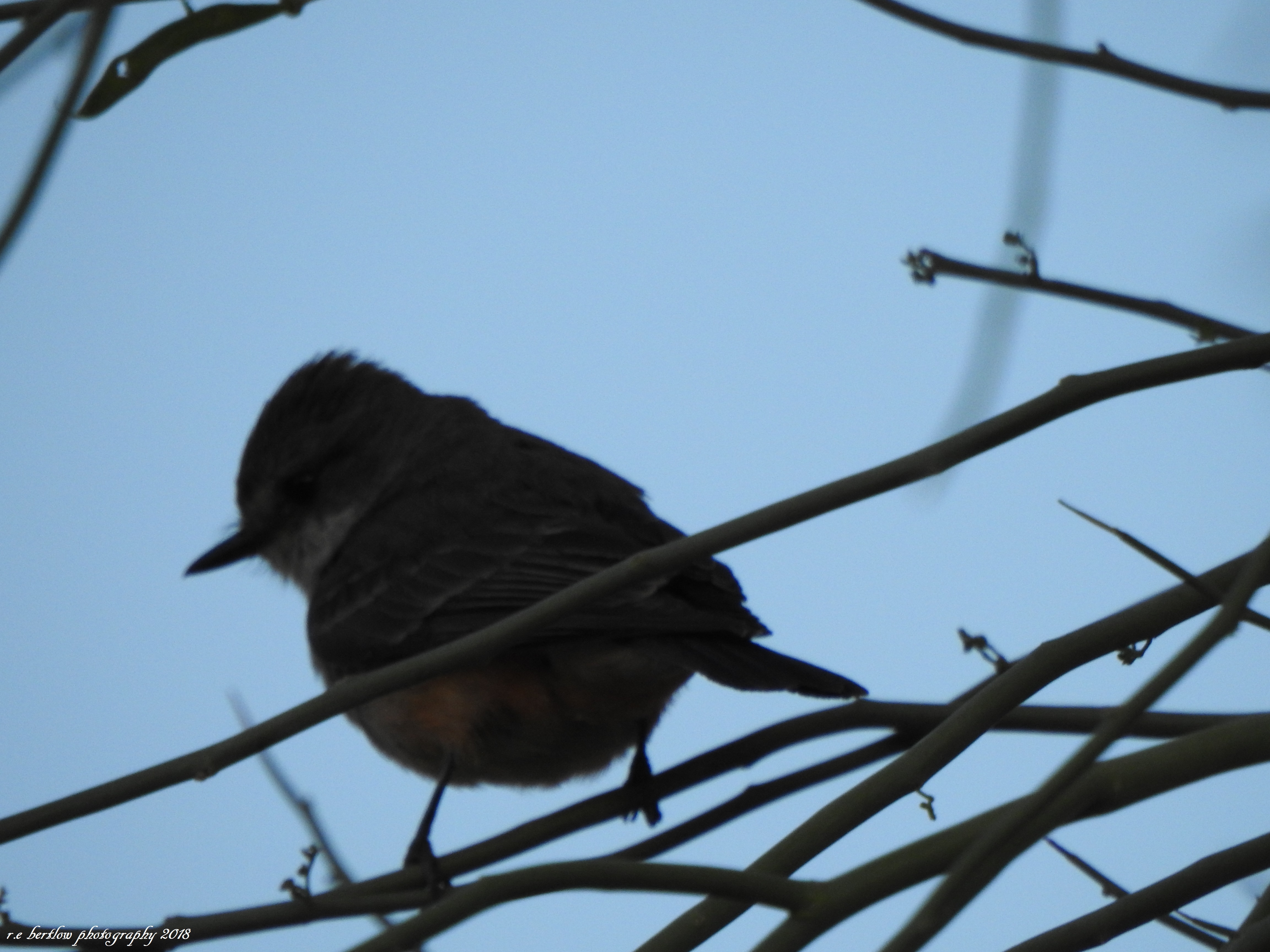 DSCN5482
