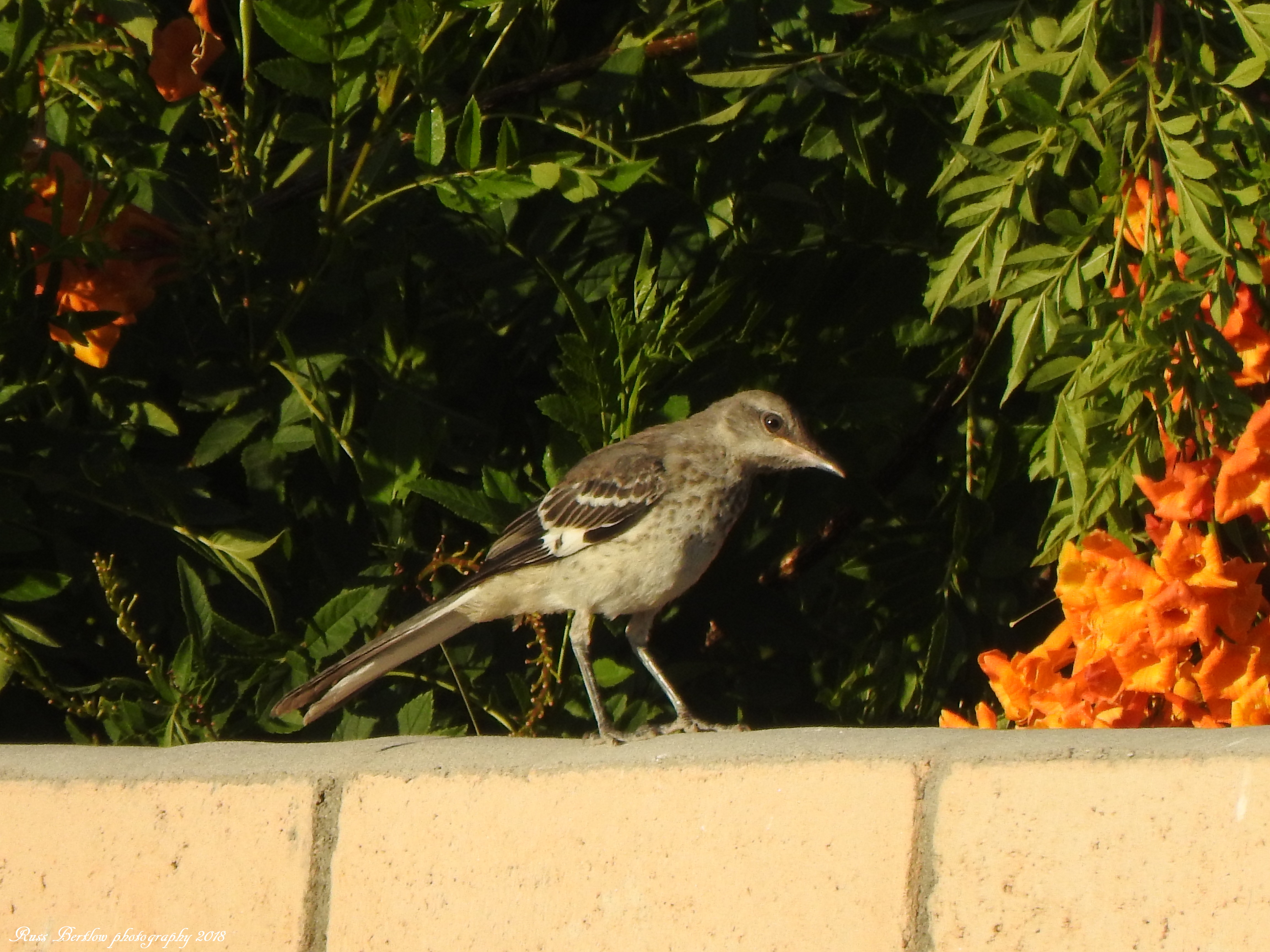 DSCN0734