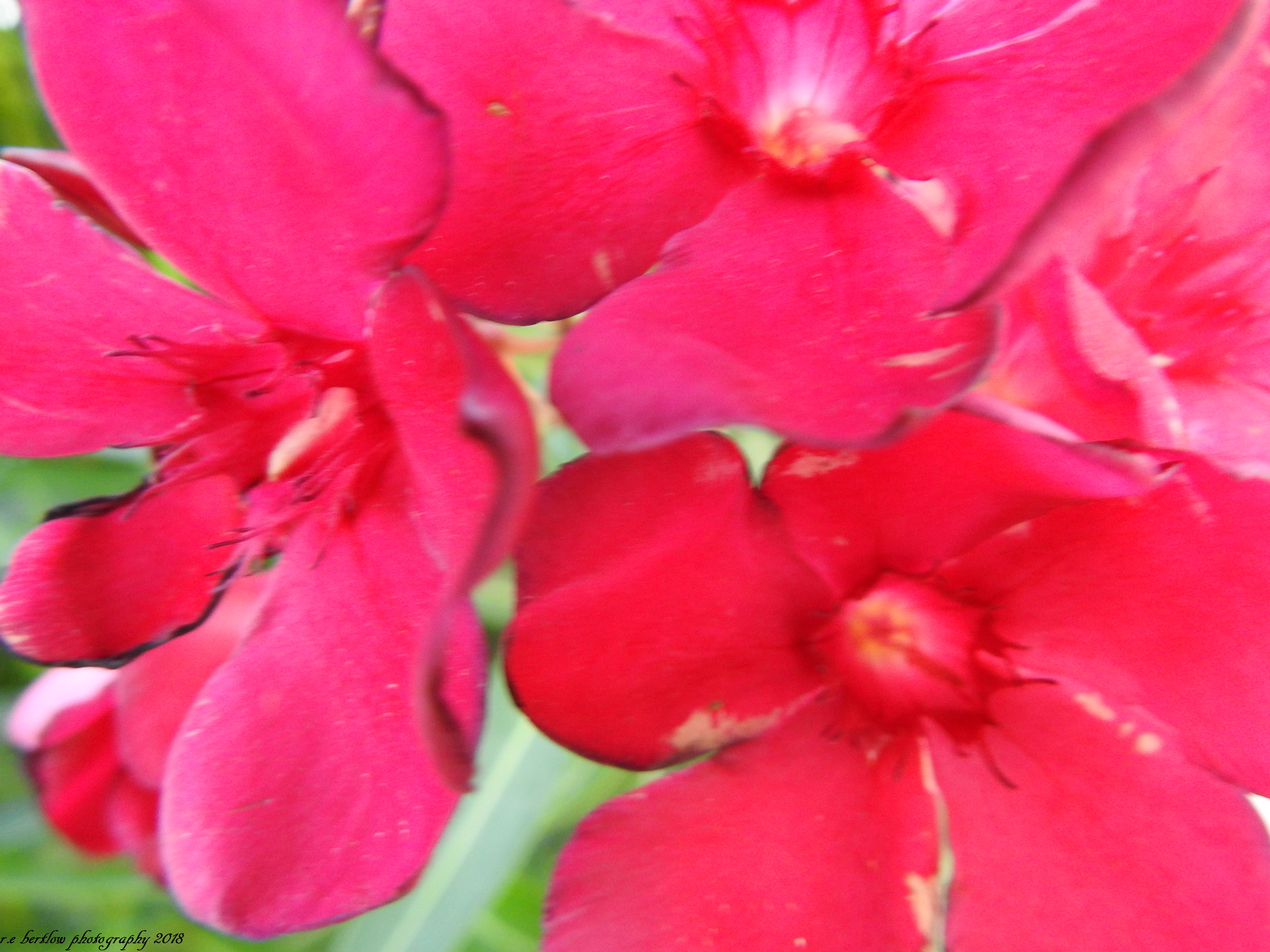 DSCN5427
