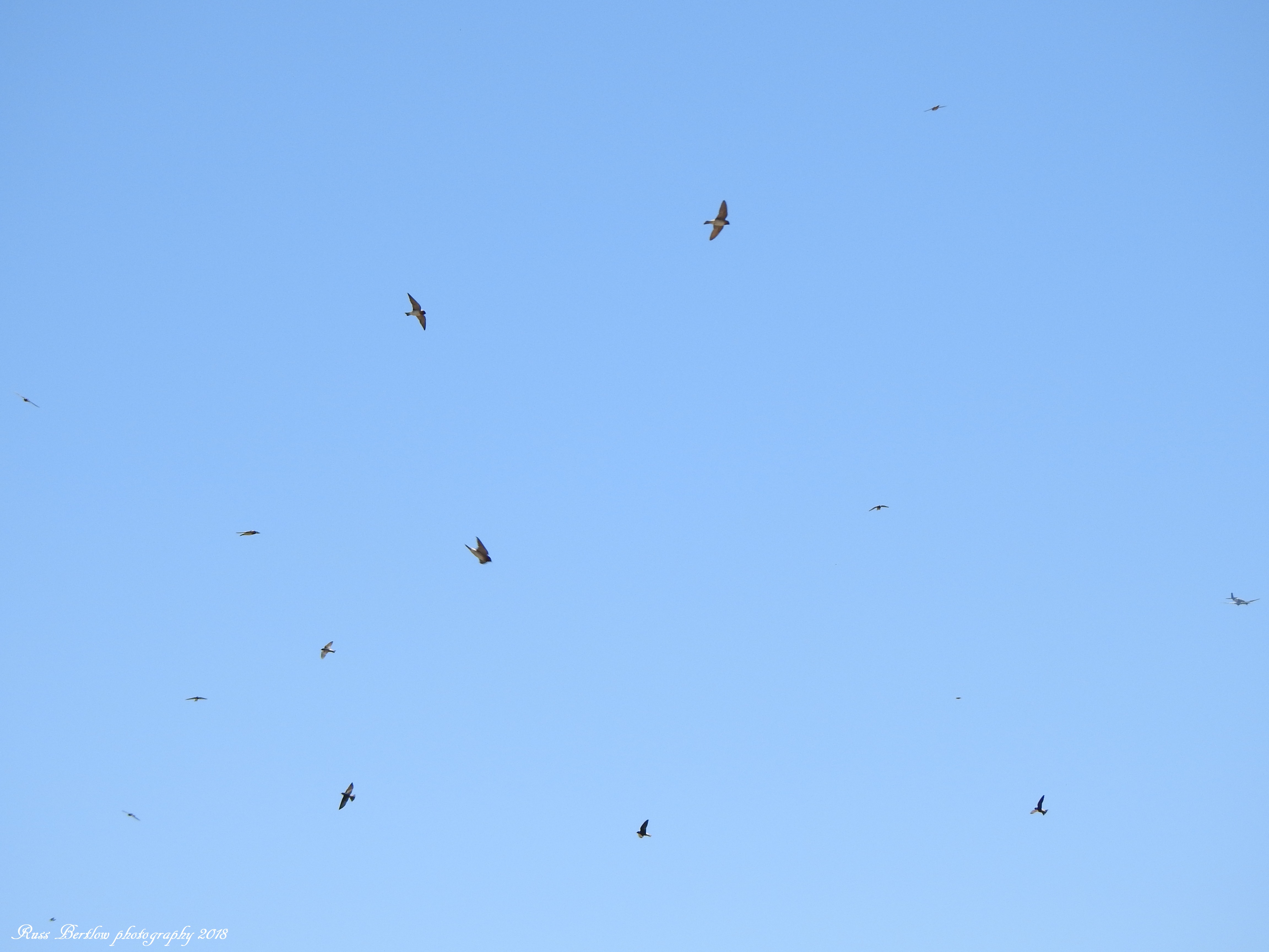 DSCN0793
