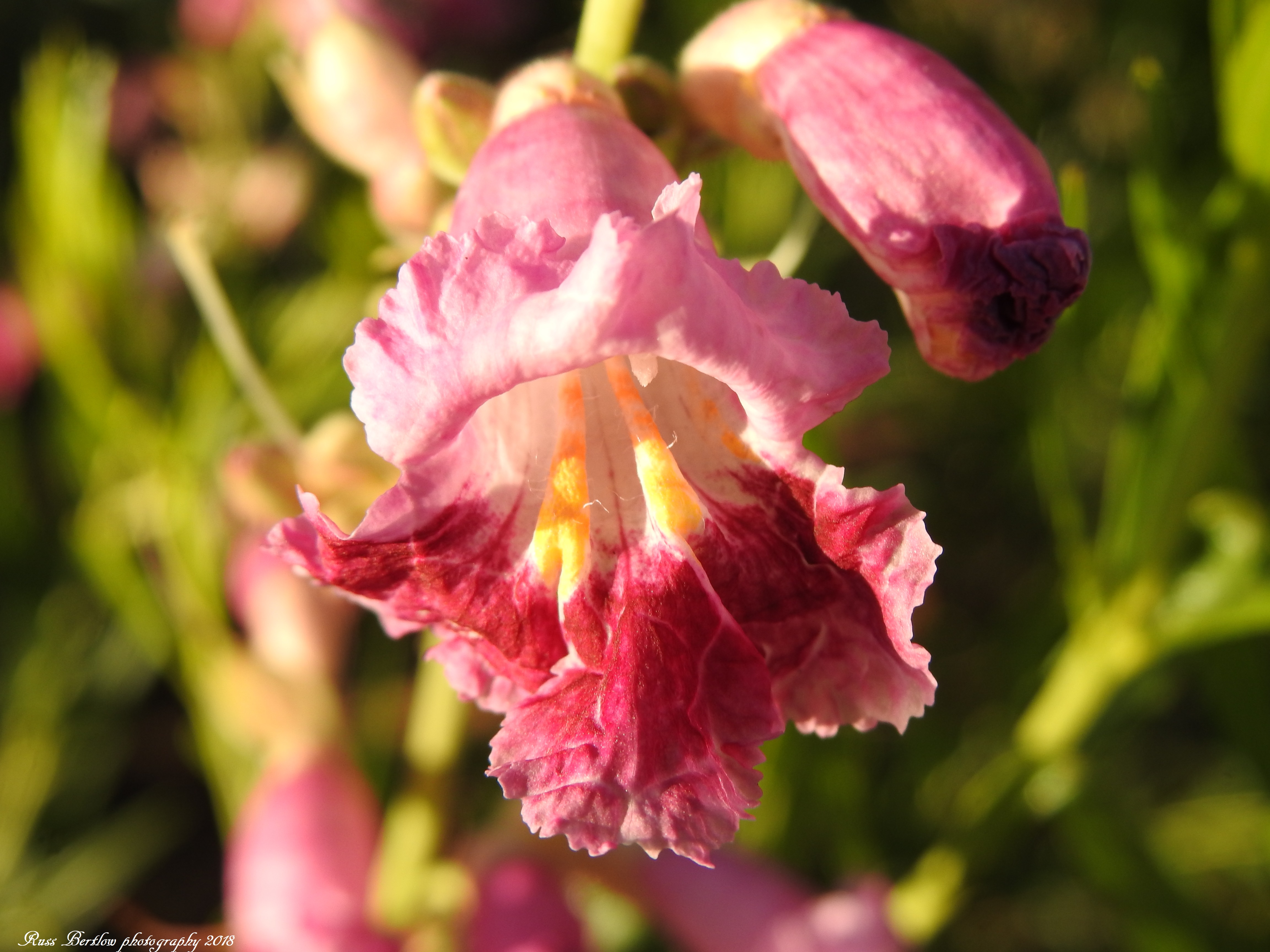 DSCN0674