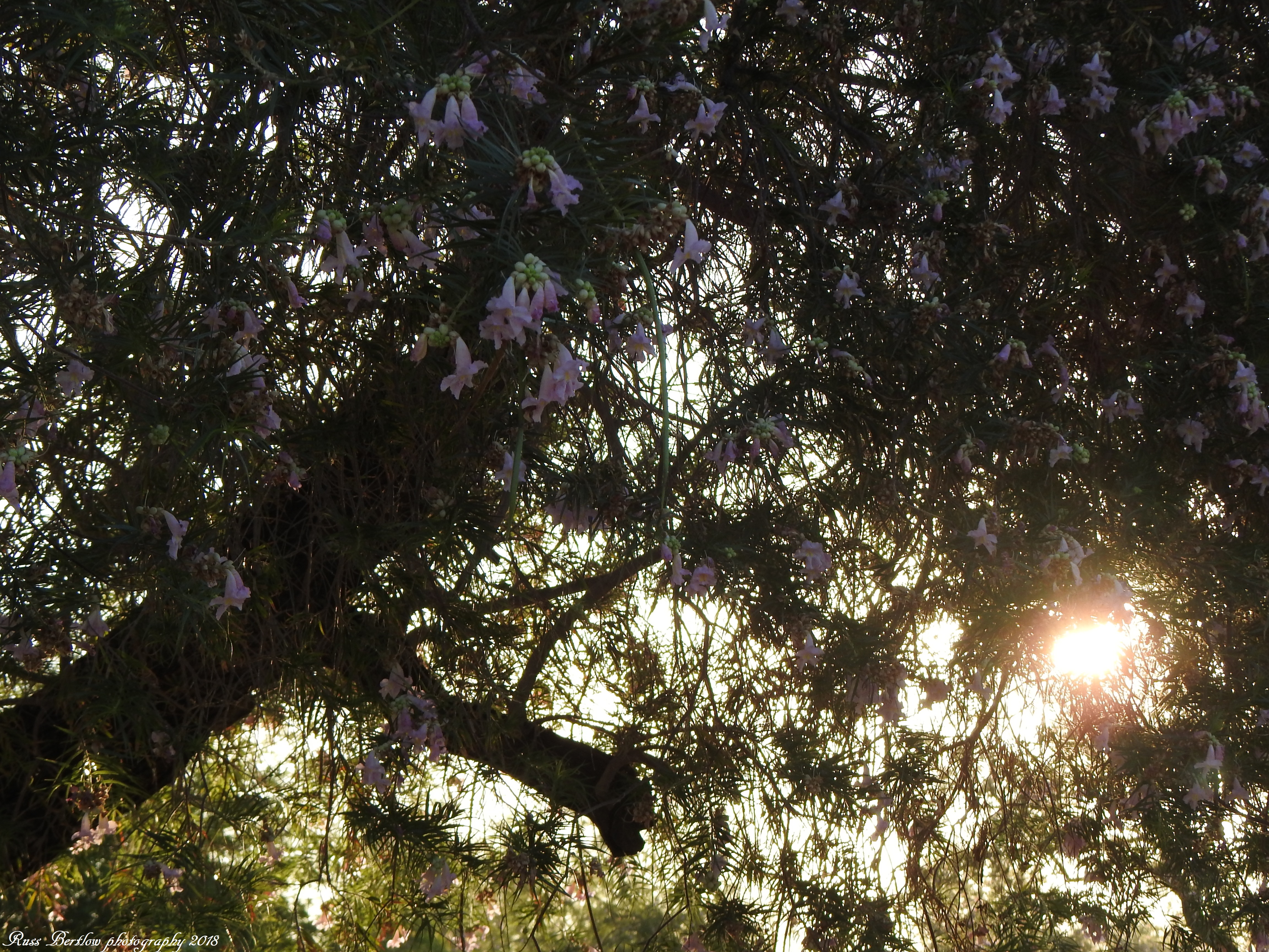 DSCN2425
